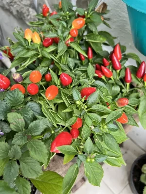Ají ornamental