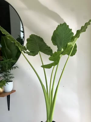 Alocasia Mafafa