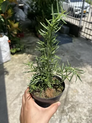 Aromáticas