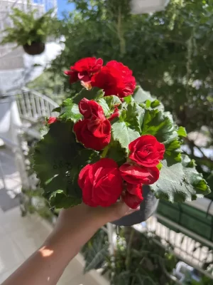 Begonia Elathior