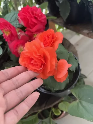 Begonia Go-Go