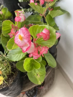 Begonia Red Green