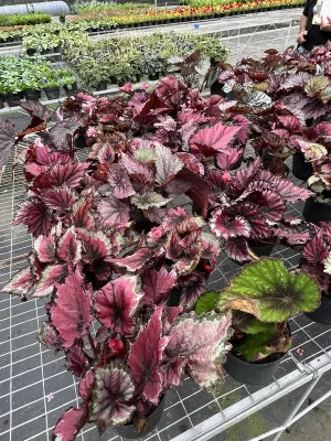 Begonia Rex