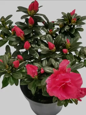 Biflora P10