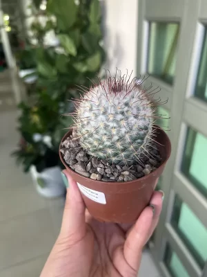 Cactus P10