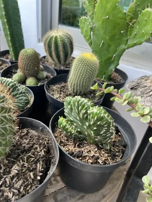 Cactus P14