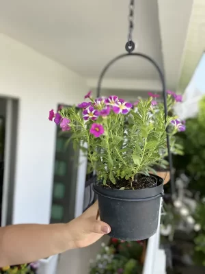 Calibrachoa
