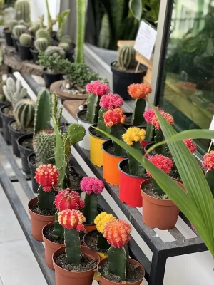 Cactus injerto