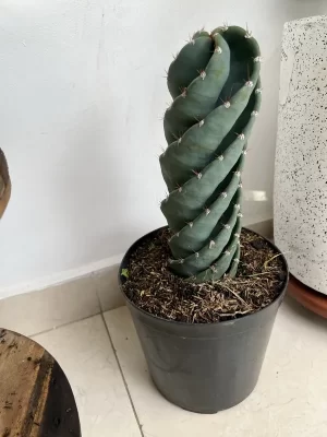 Cactus Entorchado mediano
