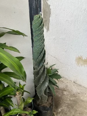 Cactus Entorchado Grande