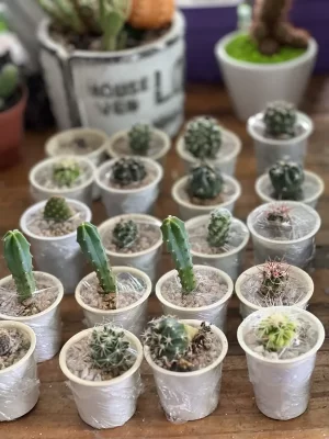 Cactus P4