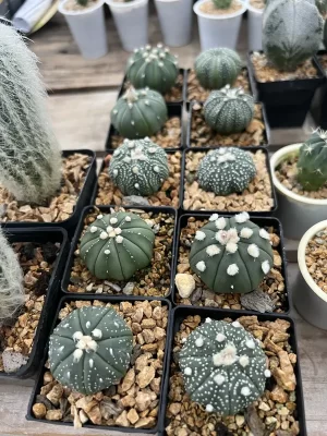 Cactus P7 colección