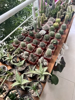 Cactus P7