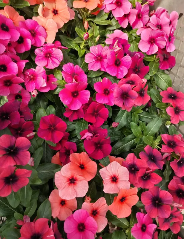 Vinca Tatto - Imagen 2