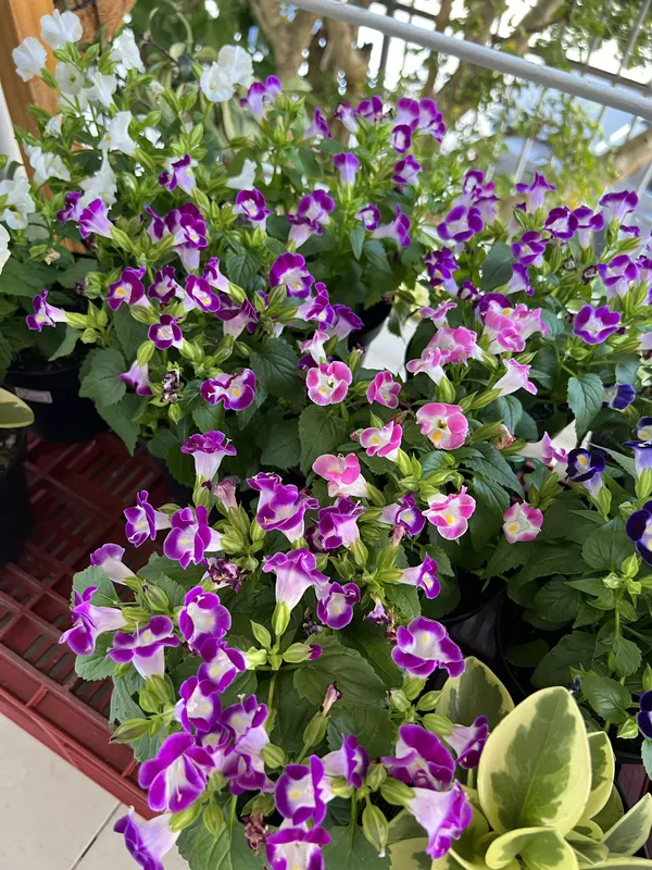 Torenia