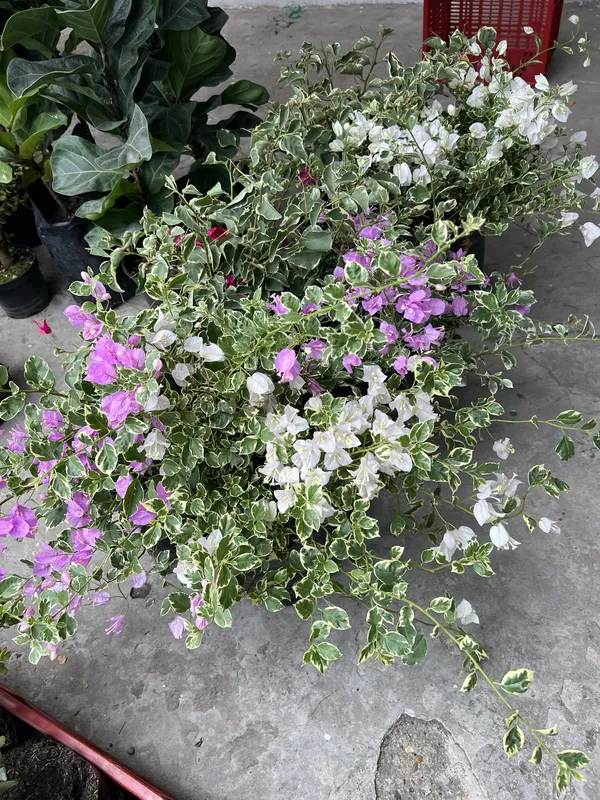 Veranera enana grande