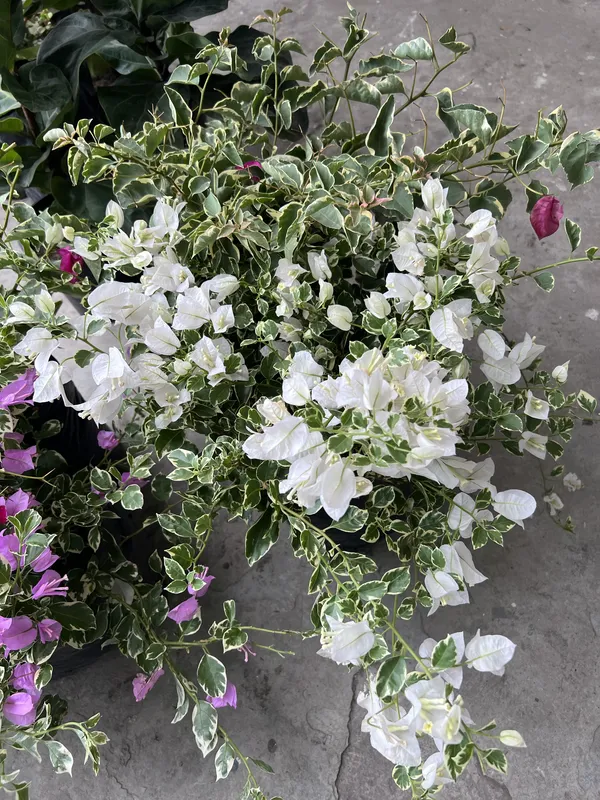 Veranera enana grande - Imagen 2