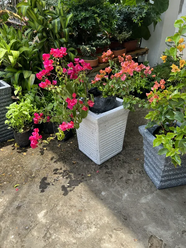 Veranera Común grande