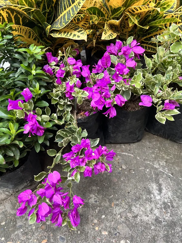 Veranera enana pequeña