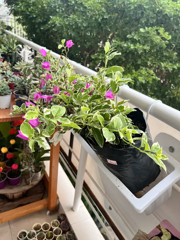 Veranera enana pequeña - Imagen 2