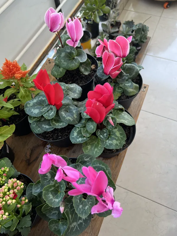 Ciclamen P14 - Imagen 2