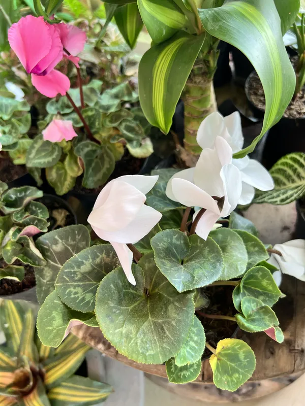 Ciclamen P14 - Imagen 3