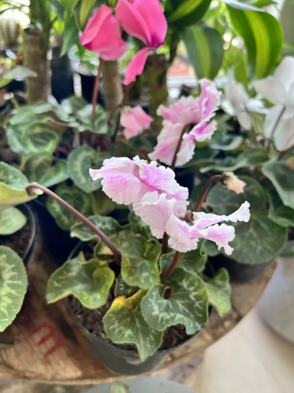 Ciclamen P14 - Imagen 4