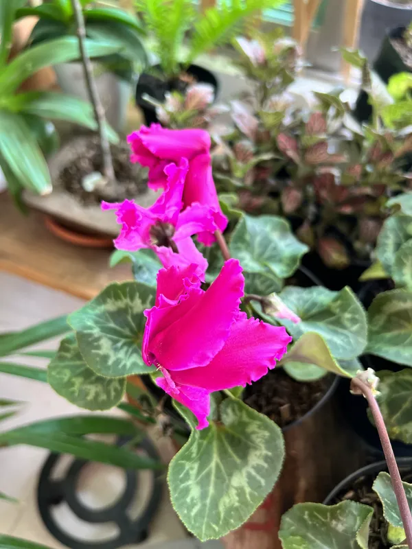 Ciclamen P14 - Imagen 5