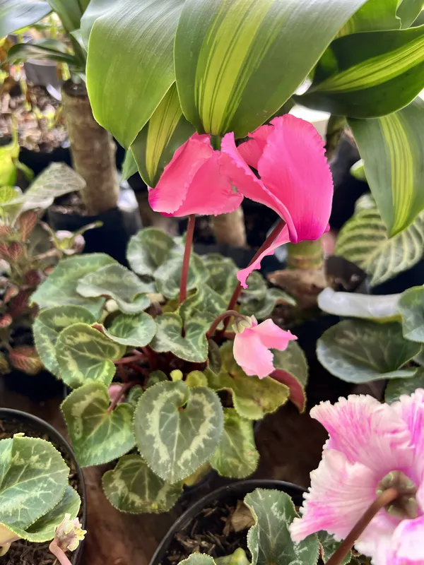 Ciclamen P14 - Imagen 6