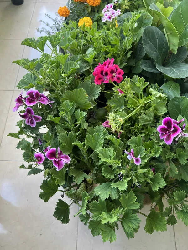 Cortejo Español - Imagen 2