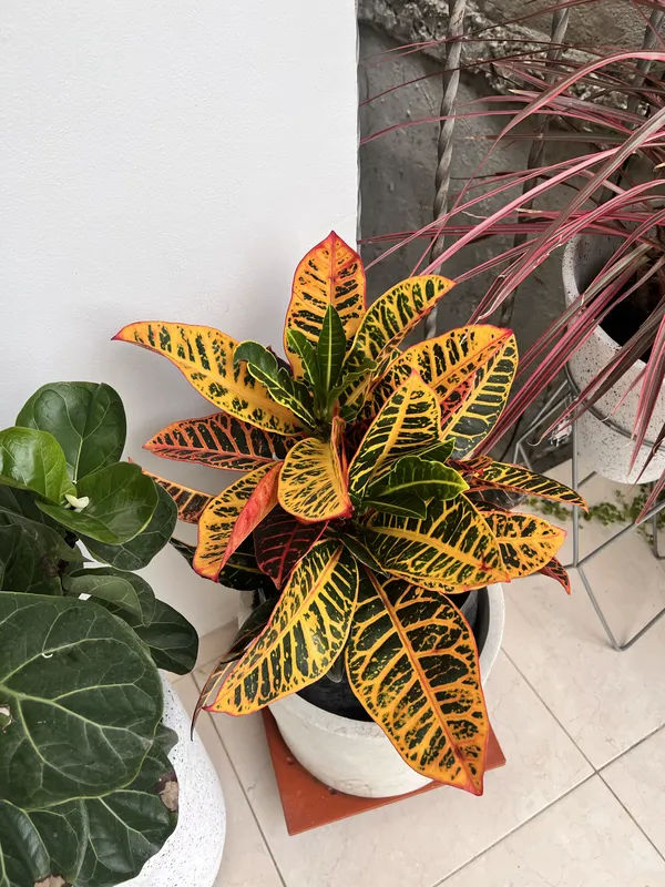 Croto grande - Imagen 2