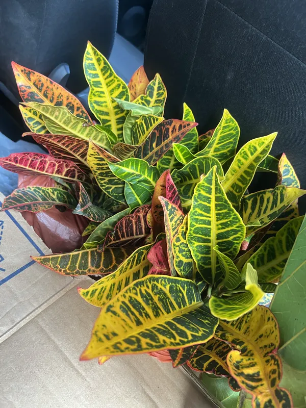 Croto pequeño - Imagen 2