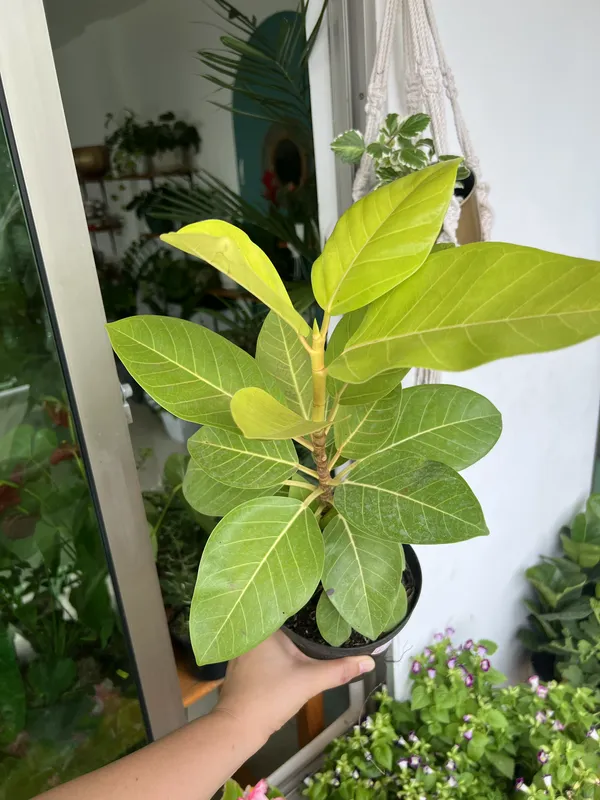 Ficus Amarillo P14