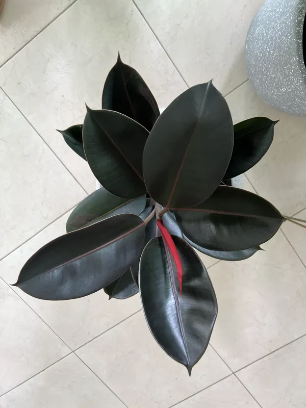 Ficus Negro P14