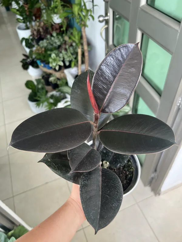 Ficus Negro P14 - Imagen 2