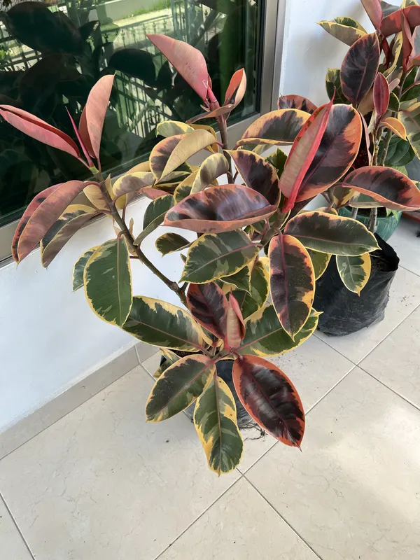 Ficus Ruby B30