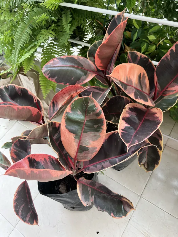 Ficus Ruby B30 - Imagen 2