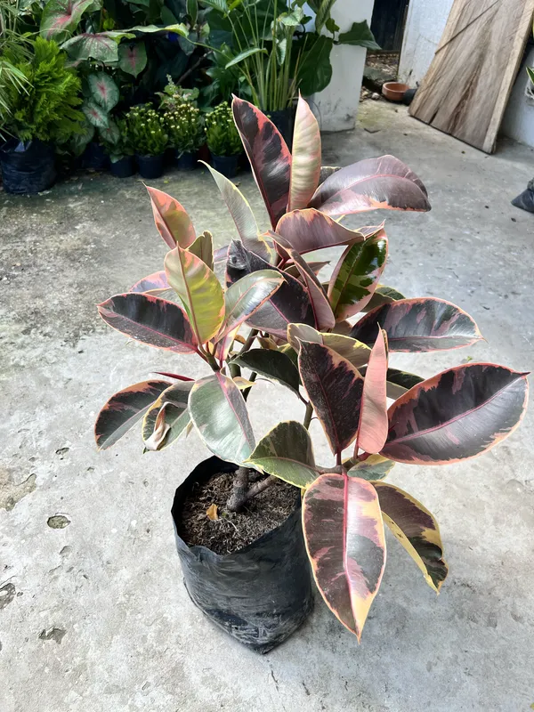 Ficus Ruby B30 - Imagen 3