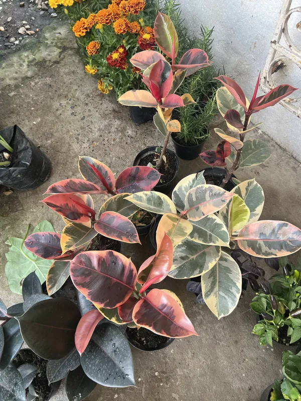 Ficus Ruby P14