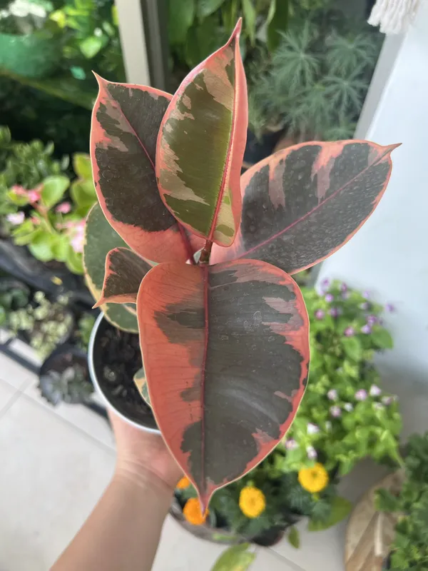 Ficus Ruby P14 - Imagen 2