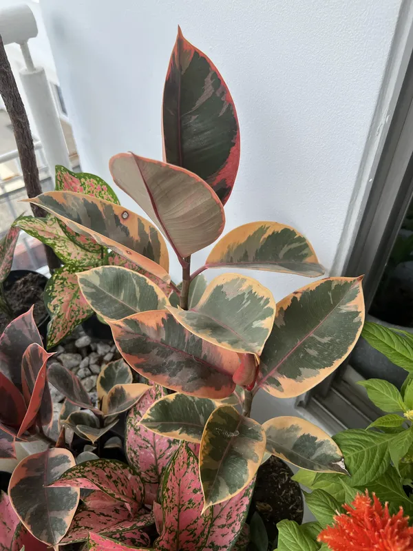 Ficus Ruby P14 - Imagen 3