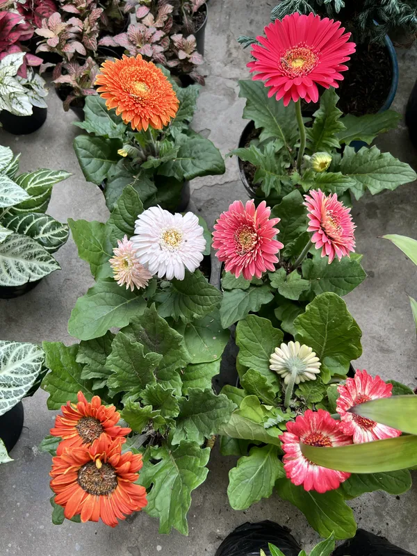 Gerbera