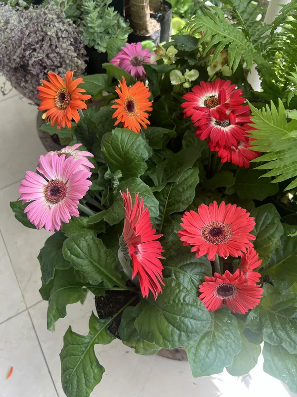 Gerbera - Imagen 2