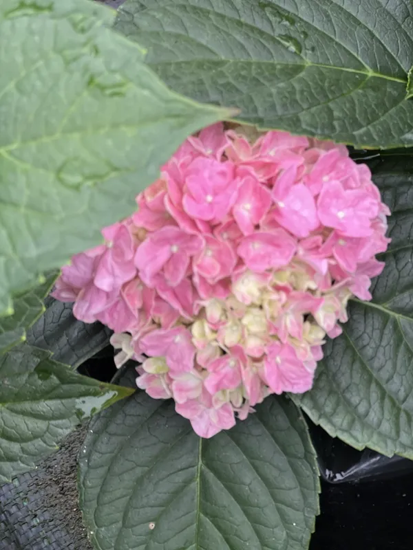 Hortensias - Imagen 2