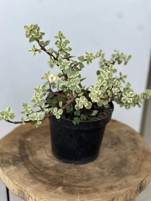 Jade Blanco P14/B7 - Imagen 2