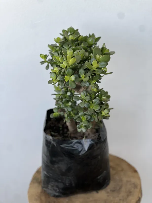 Jade Hoja gruesa B20
