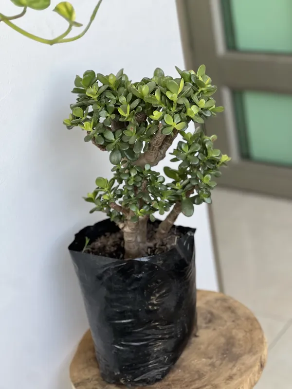 Jade Hoja gruesa B20 - Imagen 2