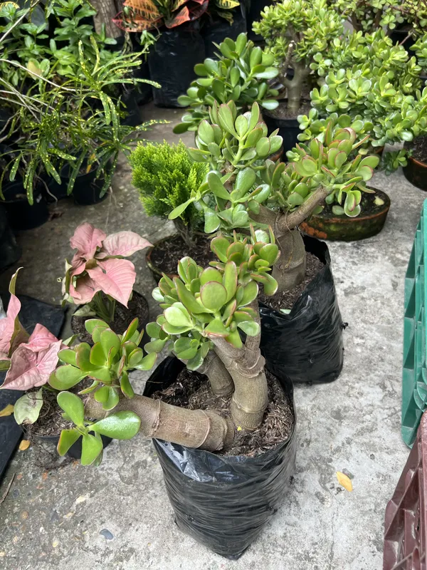 Jade Hoja gruesa B20 - Imagen 3