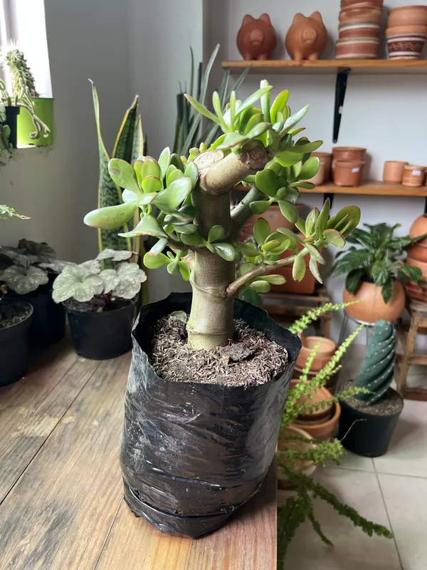 Jade Hoja gruesa B20 - Imagen 4