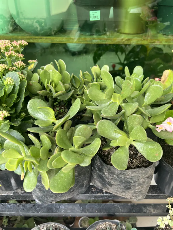 Jade Hoja gruesa P14/B7